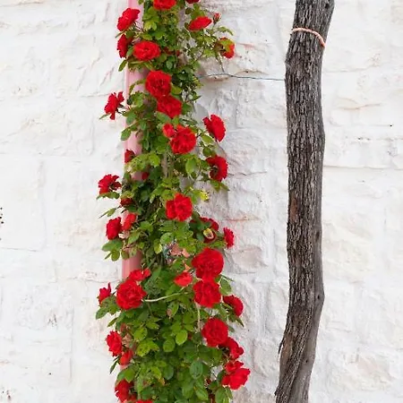I Trulli Dei Desideri Alberobello