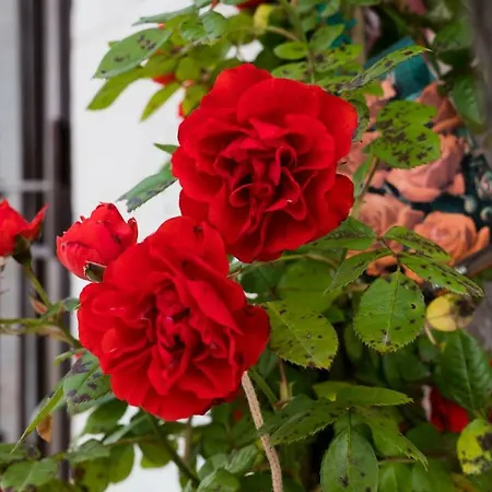 I Trulli Dei Desideri Bed & Breakfast 3*